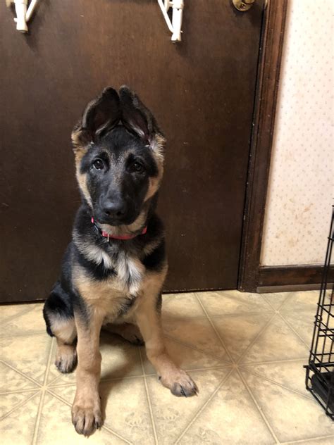 13 week old german shepherd